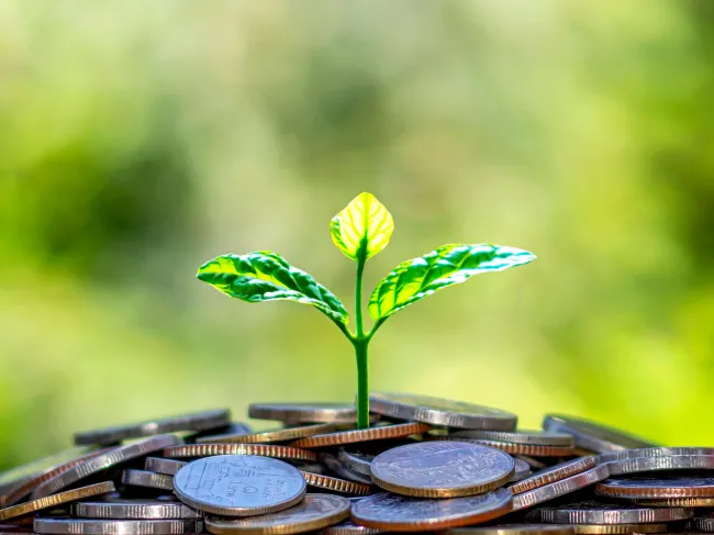 plant growing from coins